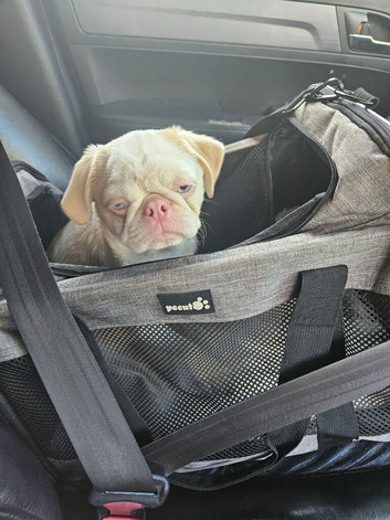 Beautiful Pink PandaPug Boy for sale