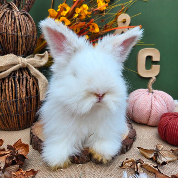 BEW English Angora Buck