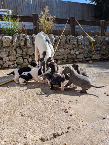 KC Registered Whippet Puppies &ndash; 4 Boys & 3 Girls &ndash; Now Born & Ready to Reserve