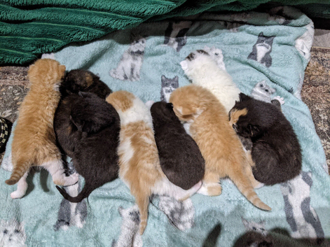 8 Kittens