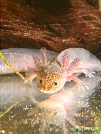 Black meleniod axolotl