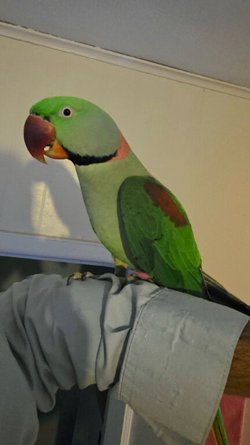 Pair of alexandrine parrots