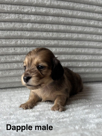 Beautiful Long-Haired Miniature Dachshund Puppies