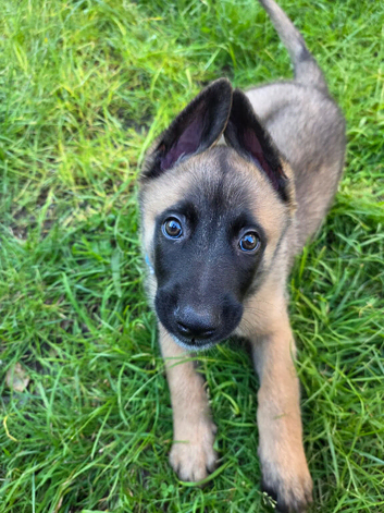 Belgian Malinois x German Shepherd