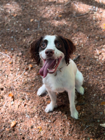 2 year old springer for sale
