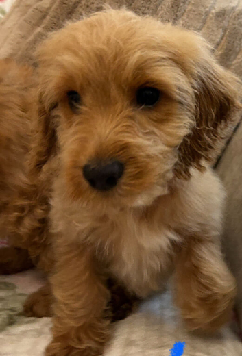 Cockapoo male