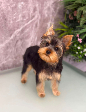 Yorkshire Terrier