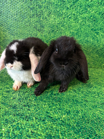 Dwarf lop and lion head babies