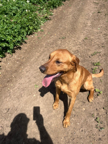 Labrador retriever