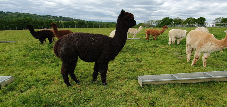 A group of three pretty, easy to handle, female alpacas