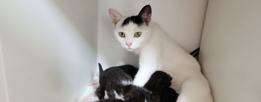 Gorgeous Fluffy Black & White Kittens