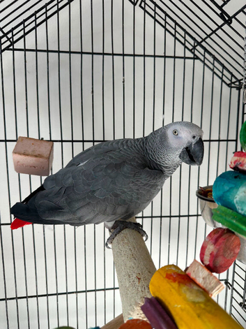 African grey male