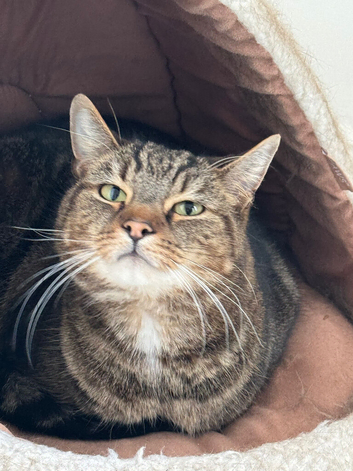 Adult tabby cat looking for new home