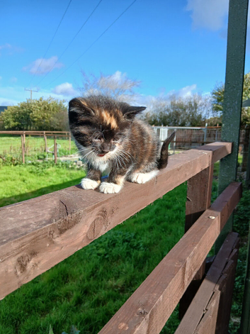 Ginger boy and tortoishell girl kittens
