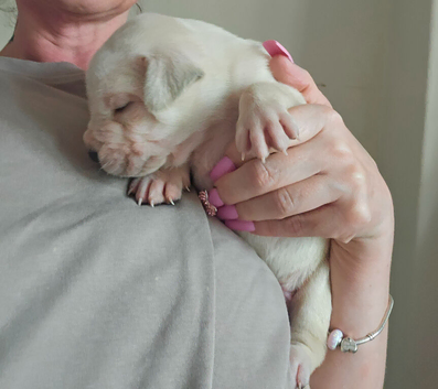 Cane corso cross bullmastiff puppies