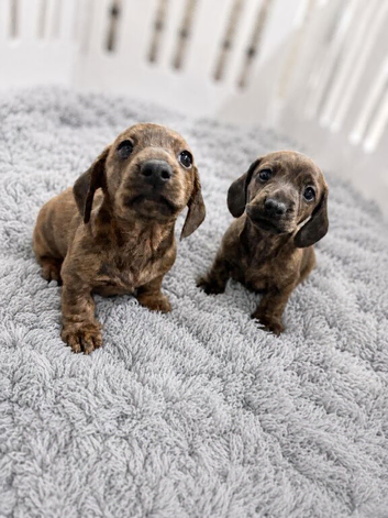 Stunning Red Brindle Dachshunds (mini)