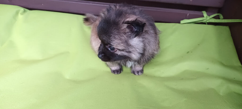 4 Russian line pomeranian boys puppies,