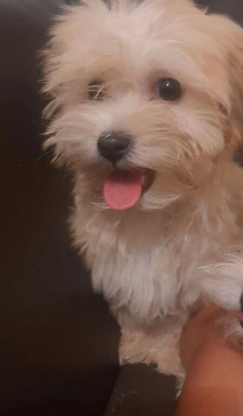 Bichon havaneze
