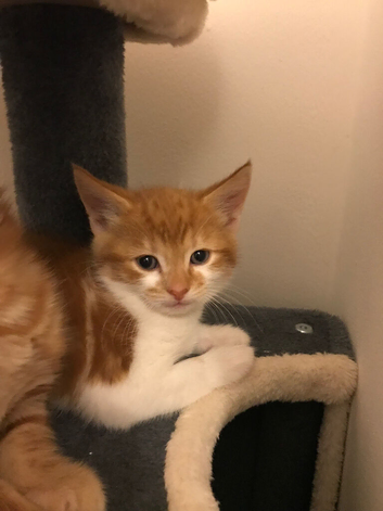 Two ginger kittens for sale