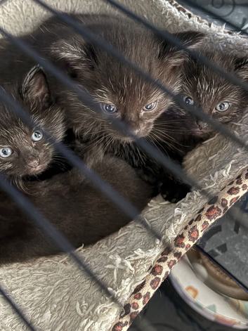 3 female kittens ready 14th September