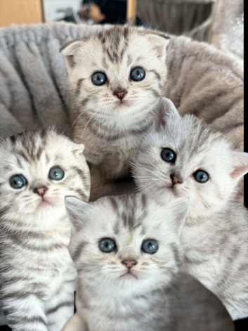 4 Champion Bloodline Scottish Fold/Straight Kittens