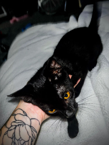 All for &pound;200 Maine coon x kitten and a Bombay kitten for sale