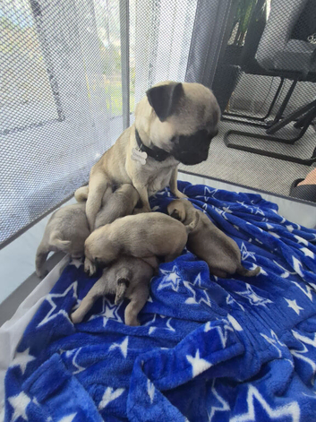 Pug puppies