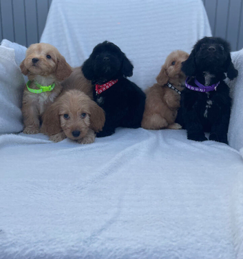 Cockapoos girls and boys