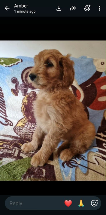 LAST GIRL! LAST BOY! Goldendoodle Puppies F2b