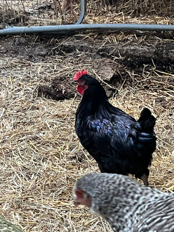 Copper maran cockrel