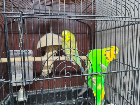 PAIR OF BUDGIES FOR SALE