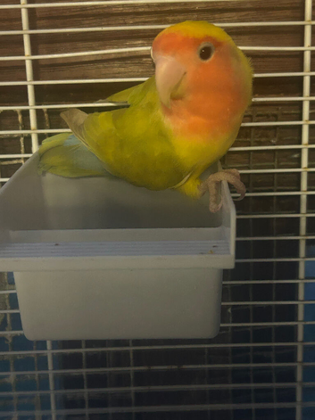 Love bird