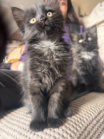 2 beautiful long haired kittens to go to lovely homes