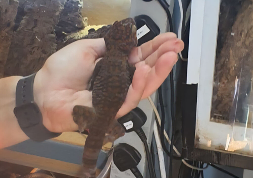 4 month old Tokay