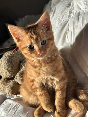 Adorable kitten