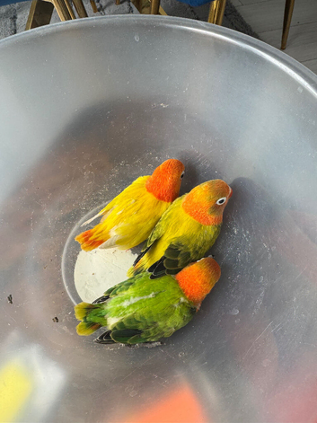 Love birds available ino mutations, split blues and many more