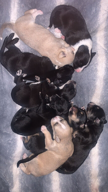 whippet x German/whippet puppies