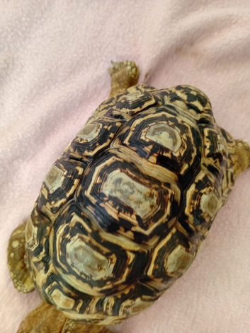 Male leopard tortiose