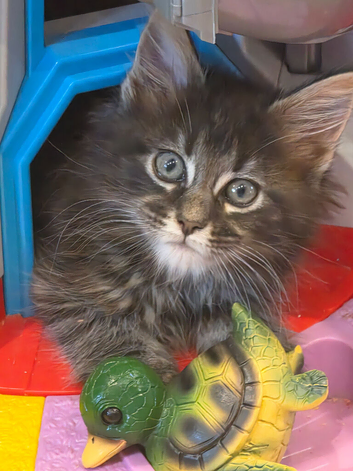 Maine Coon kittens 2 left. Ready Now