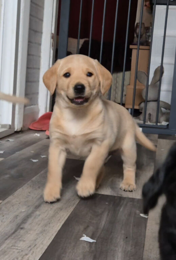 Beautiful labradoodle puppies