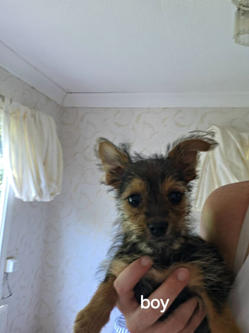 Jack russel x yorkshire terrier