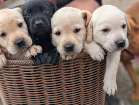 Advanced trained Labradors