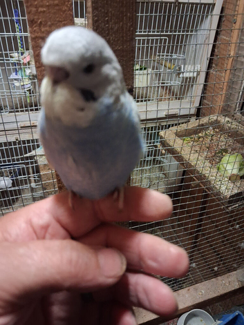 Baby Budgie