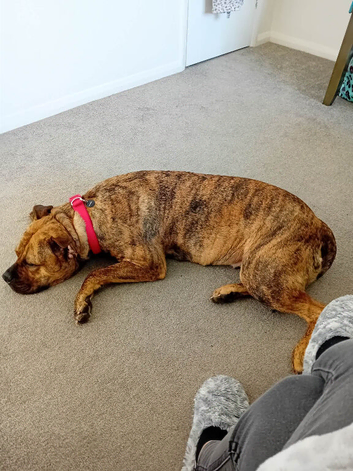 Presa de canario x American staffy