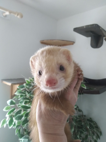 Micro ferret
