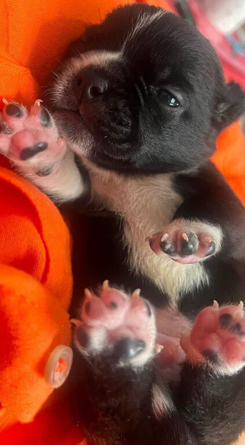 French bulldog x chug puppie (boy)