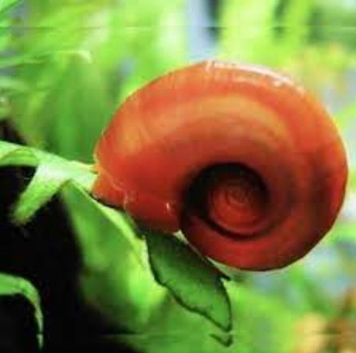 Ramshorn Snails, Tank Breed, Disease Free..