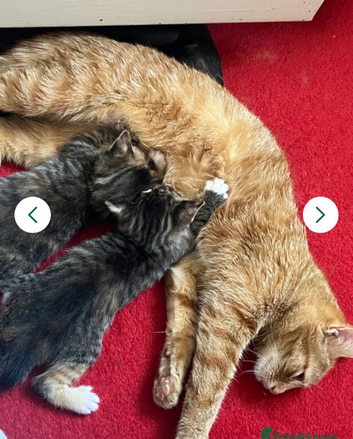 2 tabby kittens