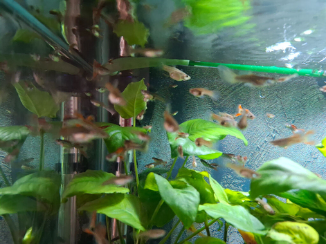 Snakeskin guppies