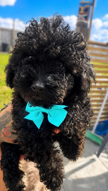 LAST ONE!! Beautiful Black Toy Poodle boy !!